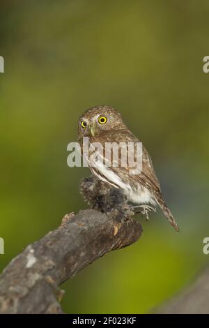 Pygmy-Owl de montagne femelle, Glaucidium gnoma, avec oiseau. Banque D'Images