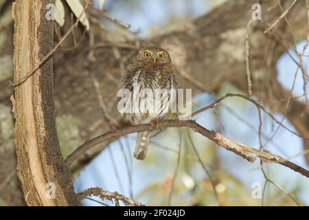 Femelle de montagne Pygmy-Owl, Glaucidium gnoma, perchée dans un chêne. Banque D'Images