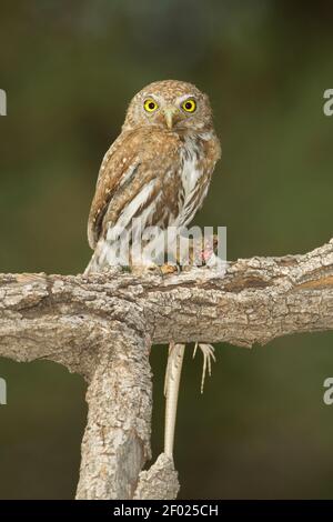 Pygmy-Owl de montagne femelle, Glaucidium gnoma, avec lézard. Banque D'Images