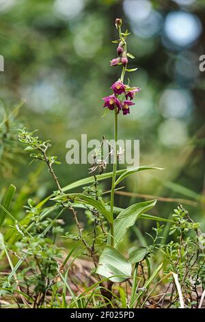 Epipactis atrorubens, l'helléborine rouge foncé ou helléborine royale, est une plante herbacée de la famille des orchidées, Orchidaceae. , une photo enrarante Banque D'Images