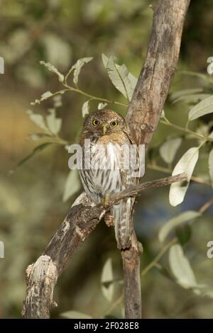 Femelle de montagne Pygmy-Owl, Glaucidium gnoma, perchée dans un chêne. Banque D'Images