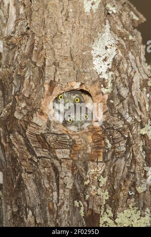 Oisillons de Pygmy-Owl de montagne, Glaucidium gnoma, en regardant hors de la cavité du nid. Banque D'Images