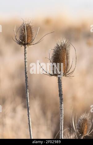 Tête de fleur de chardon sec (Cirsium vulgare) au milieu de l'hiver. Banque D'Images