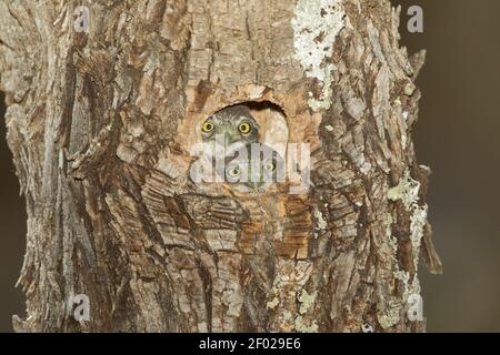 Oisillons de Pygmy-Owl de montagne, Glaucidium gnoma, en regardant hors de la cavité du nid. Banque D'Images