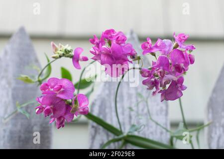 Des fleurs de vigne à pois (Lathyrus latifolius) sauvages et roses fleurissent à côté d'une vieille clôture. Banque D'Images