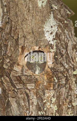 Montagne Pygmy-Owl nichant numéro 4, Glaucidium gnoma, toujours à l'intérieur de la cavité du nid 5.5 heures après le premier nichant à part et 4.5 heures après le Banque D'Images