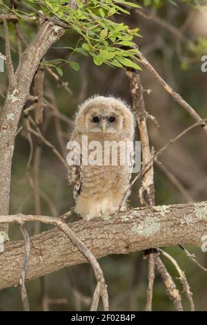 Chouette tachetée mexicaine naissante, Strix occidentalis, premier jour hors du nid. Banque D'Images