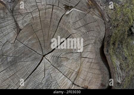 Vue détaillée d'un arbre abattu sur le côté haché avec de la mousse sur l'écorce. Banque D'Images