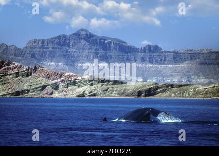 Mexique ; Basse-Californie ; Mer de Cortez ; faune ; Rorqual fin ; Banque D'Images