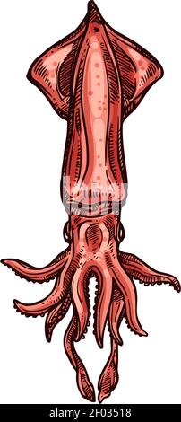 Calamar géant Pholidoteuthis isolé animal sous-marin dessin à la main. Vector mollusque Cephalopoda, calmar bouilli rouge. Fruits de mer, rouge préparé Illustration de Vecteur