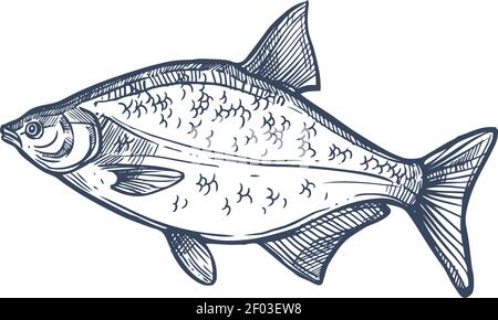 Bream espèces de poissons d'eau douce et marine isolé croquis monochrome. Vector Abramis, dorade à tête dorée Sparus aurata poisson d'eau salée. Orata ou Dorada Illustration de Vecteur