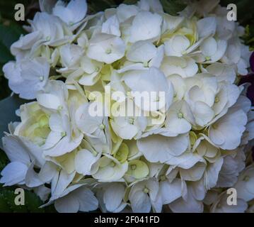 gros plan de la tête de fleur d'hortensia blanche Banque D'Images