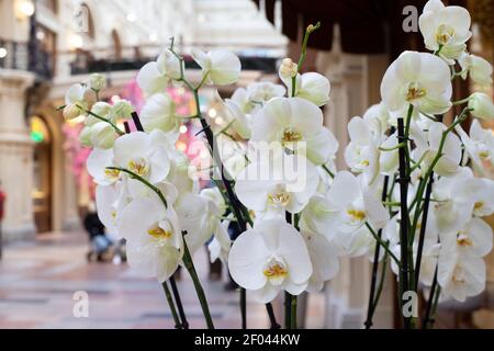 Centre commercial décoré de fleurs. Des orchidées blanches et des cerisiers en fleurs décorent l'intérieur pour les vacances de printemps. Banque D'Images