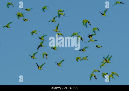 Parakeet à la pêche (Aratinga aurea), Mato Grosso do Sul, Brésil. Banque D'Images