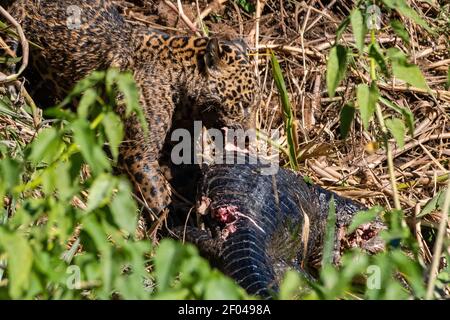 Une Jaguar femelle (Panthera onca) se nourrissant d'un caiman jacare (Caiman yacare), Pantanal, Mato Grosso, Brésil. Banque D'Images