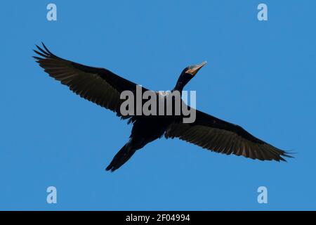 Cormorant néotrope (Phalacrocorax brasilianus), Pantanal, Mato Grosso, Brésil. Banque D'Images