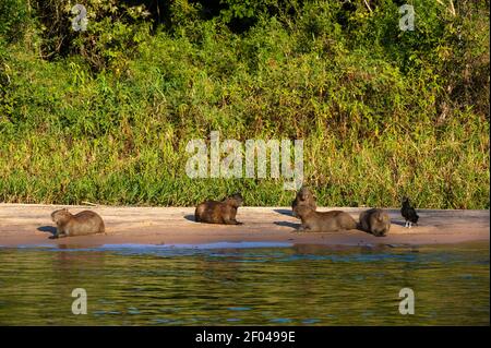 Capybara (Hydorchaeris hydrochaeris), Pantanal, Mato Grosso, Brésil. Banque D'Images