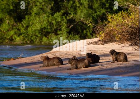 Capybaras (Hydorchaeris hydrochaeris) sur une plage au coucher du soleil, Pantanal, Mato Grosso, Brésil. Banque D'Images