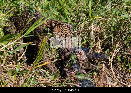 Une Jaguar femelle (Panthera onca) se nourrissant d'un caiman jacare (Caiman yacare), Pantanal, Mato Grosso, Brésil. Banque D'Images