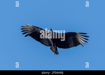 Vautour noir (Coragyps atratus), Pantanal, Mato Grosso do Sul, Brésil. Banque D'Images