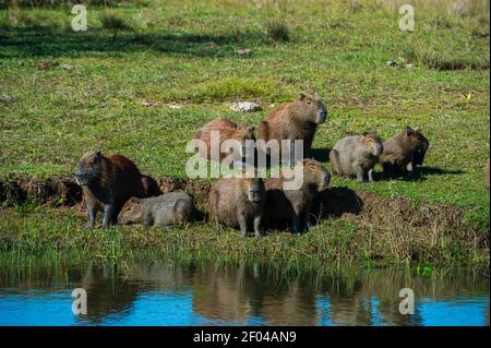 Capybara (Hydorchaeris hydrochaeris), Pantanal, Mato Grosso do Sul, Brésil. Banque D'Images