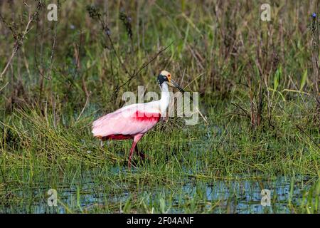 Roseate spoonbill (Platalea ajaja), Pantanal, Mato Grosso do Sul, Brésil. Banque D'Images