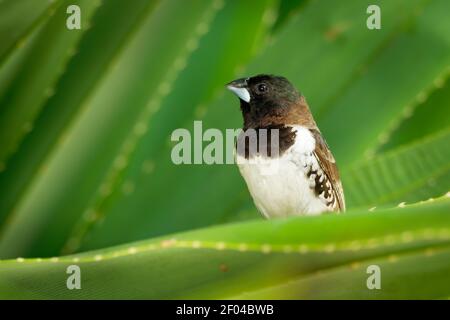 Bronze munia - Lonchura cuculata ou bronze Mannikin petit oiseau de sérine des Afrotropiques, très social estrildid finch dans la plupart de l'Afrique au sud de t Banque D'Images