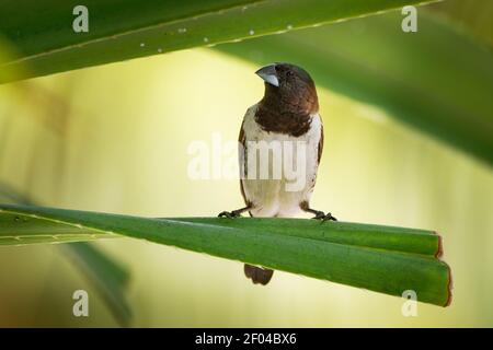 Bronze munia - Lonchura cuculata ou bronze Mannikin petit oiseau de sérine des Afrotropiques, très social estrildid finch dans la plupart de l'Afrique au sud de t Banque D'Images