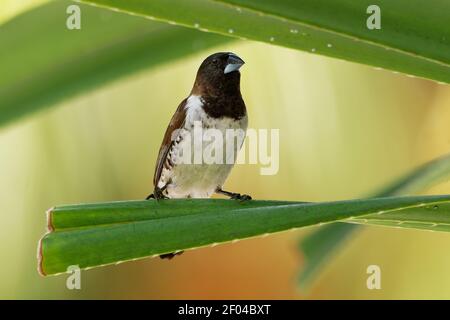 Bronze munia - Lonchura cuculata ou bronze Mannikin petit oiseau de sérine des Afrotropiques, très social estrildid finch dans la plupart de l'Afrique au sud de t Banque D'Images