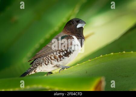 Bronze munia - Lonchura cuculata ou bronze Mannikin petit oiseau de sérine des Afrotropiques, très social estrildid finch dans la plupart de l'Afrique au sud de t Banque D'Images