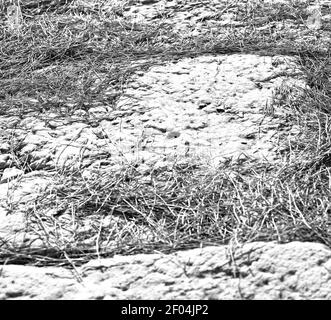 Les aiguilles de pin ruines de pierre et de théâtre à antalya arykanda turquie asie Banque D'Images