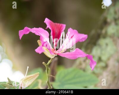 Hibiscus chinois Banque D'Images