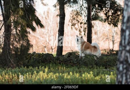 Joli chien de race avec une fourrure blanche et marron sur un pré vert dans les bois en plein jour Banque D'Images
