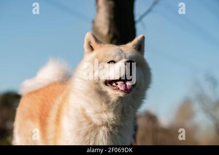 Joli chien de race avec une fourrure blanche et marron sur un pré vert dans les bois en plein jour Banque D'Images
