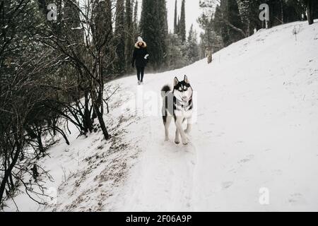 Femme méconnaissable portant des vêtements d'extérieur avec un adorable chien husky tout en marchant dans des bois enneigés près des spruces verts en hiver Banque D'Images