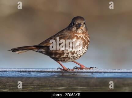Fox Sparrow un matin gelé. Banque D'Images