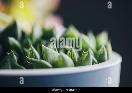 Petite plante en pot verte haworthia retusa succulente placée sur du bois surface en position de lumière Banque D'Images