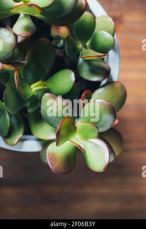 Vue de dessus de la plante succulente de Crassula ovata placée dans le pot sur une table en bois dans un endroit lumineux Banque D'Images