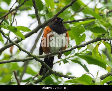 Towhee tacheté perché dans un arbre. Banque D'Images