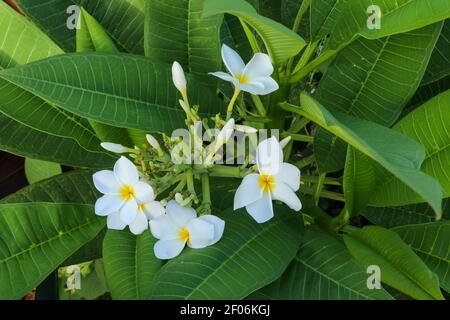 Groupe de fleurs rose et jaune blanc frangipanier, Plumeria lors d'une journée ensoleillée à l'arrière-plan naturel Banque D'Images