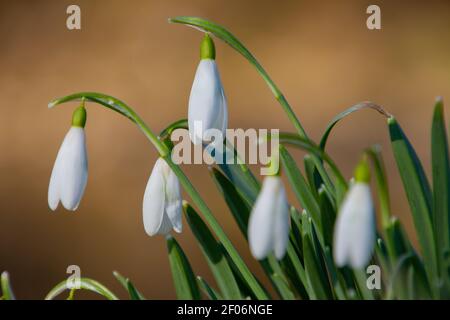 Gros plan des gouttes de neige, également appelées Galanthus nivalis ou schneegloeckchen Banque D'Images