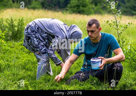 Un jeune couple musulman cueille des bleuets dans la forêt Banque D'Images