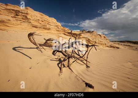 Plante morte sur une dune errante Rubjerg Knude à Lønstrup Klint, Danemark Banque D'Images