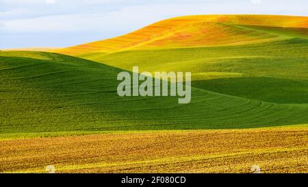 Champs de blé neuf dans la région de Palouse de l'est Washington tandis que les collines vallonnées jettent leur ombre sur le couleurs vert et jaune Banque D'Images