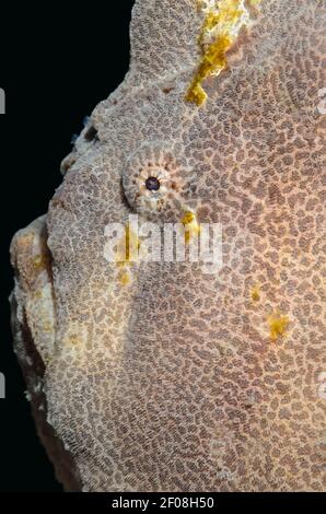 Poisson grenouille géant, Antennarius pictus, Anilao, Batangas, Philippines, Pacifique Banque D'Images
