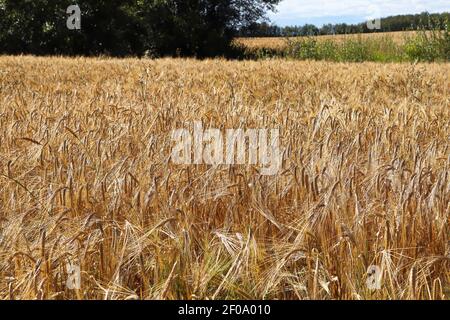 Vue sur le paysage d'un champ d'orge mûr Banque D'Images