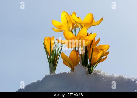 Vårkrokus au printemps, crocus (Crocus vernus) Banque D'Images