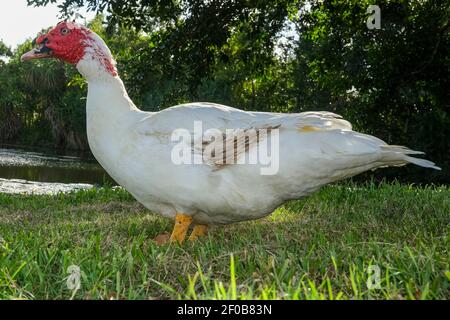 Une moschata blanche de Cairina, également connue sous le nom de canard de Muscovy ou de canard de Barbarie. Banque D'Images