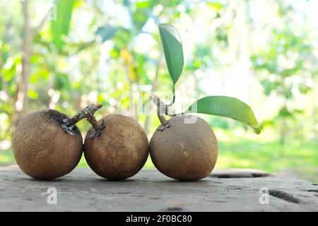 Foyer sélectif de sapodilla de récolte fraîche ou de fruits tropicaux chico avec espace de copie. Banque D'Images