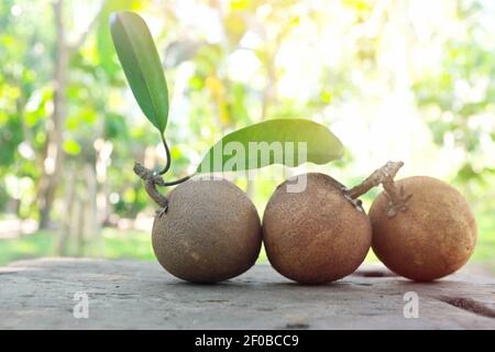 Foyer sélectif de sapodilla de récolte fraîche ou de fruits tropicaux chico avec espace de copie. Banque D'Images